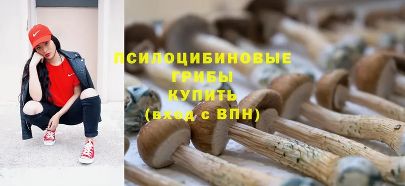 купить наркотик  Ленинск  Галлюциногенные грибы MAGIC MUSHROOMS 